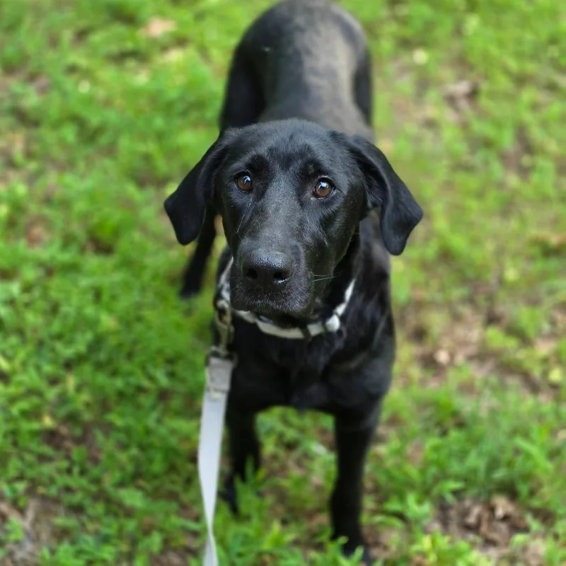 An adult medium-sized female Black Mixed Breed dog named Liliaa for adoption in Fredericksburg, VA