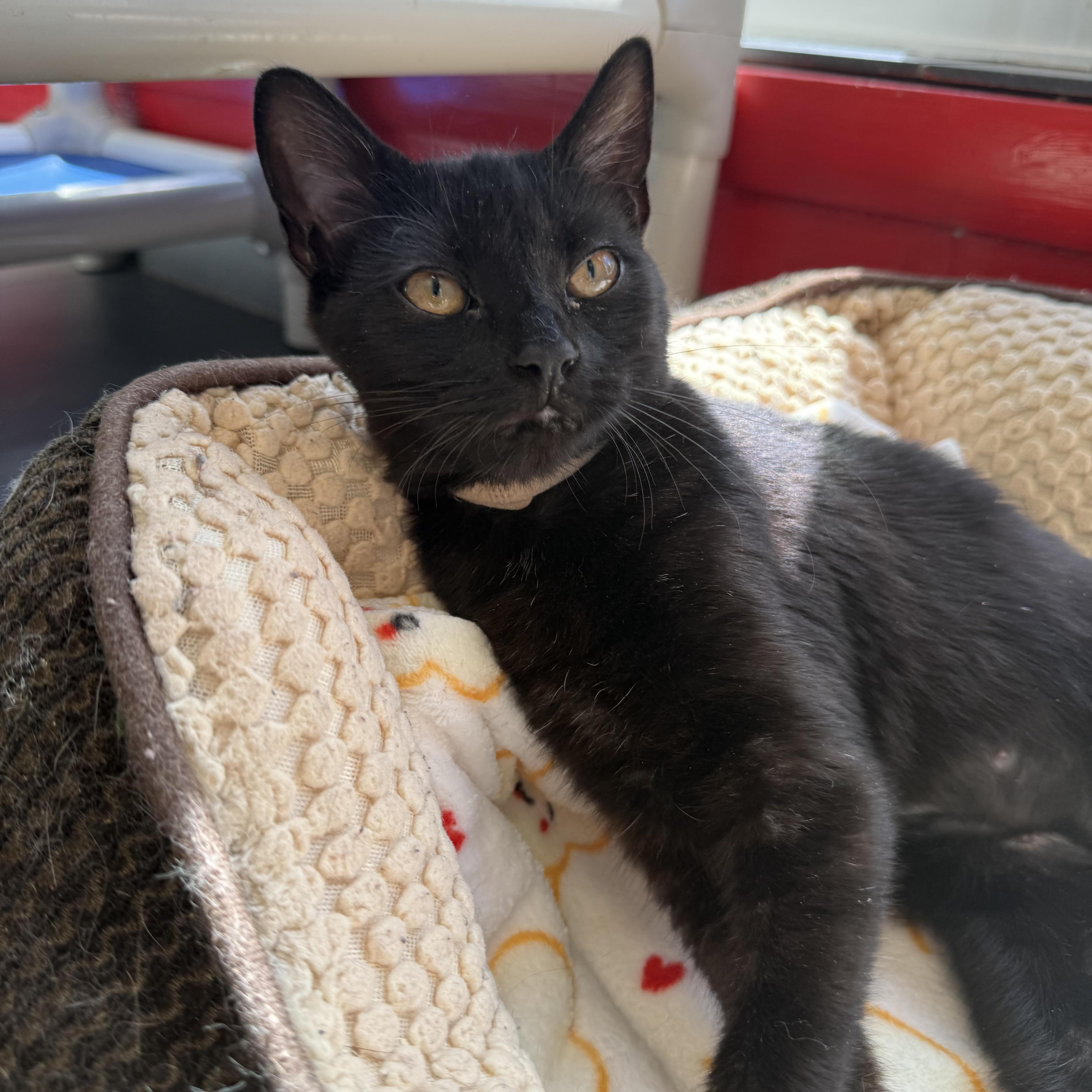A baby small-sized female Black Domestic Short Hair cat named Molasses for adoption in North Haven, CT