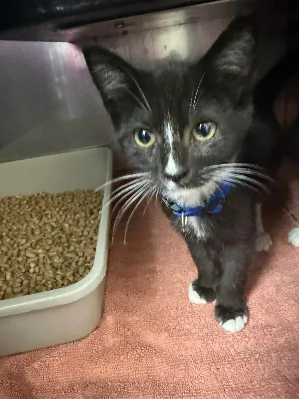 An adult medium-sized male Domestic Short Hair cat named Boots for adoption in Burgaw, NC