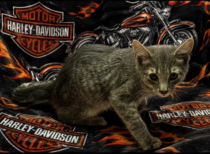 A baby medium-sized male Domestic Short Hair cat named Hudson for adoption in Washington Court House, OH