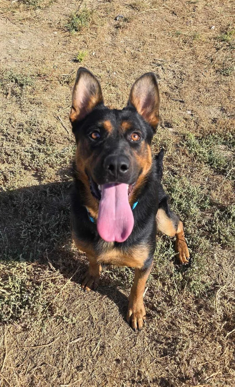 Carnival thumbnail 3