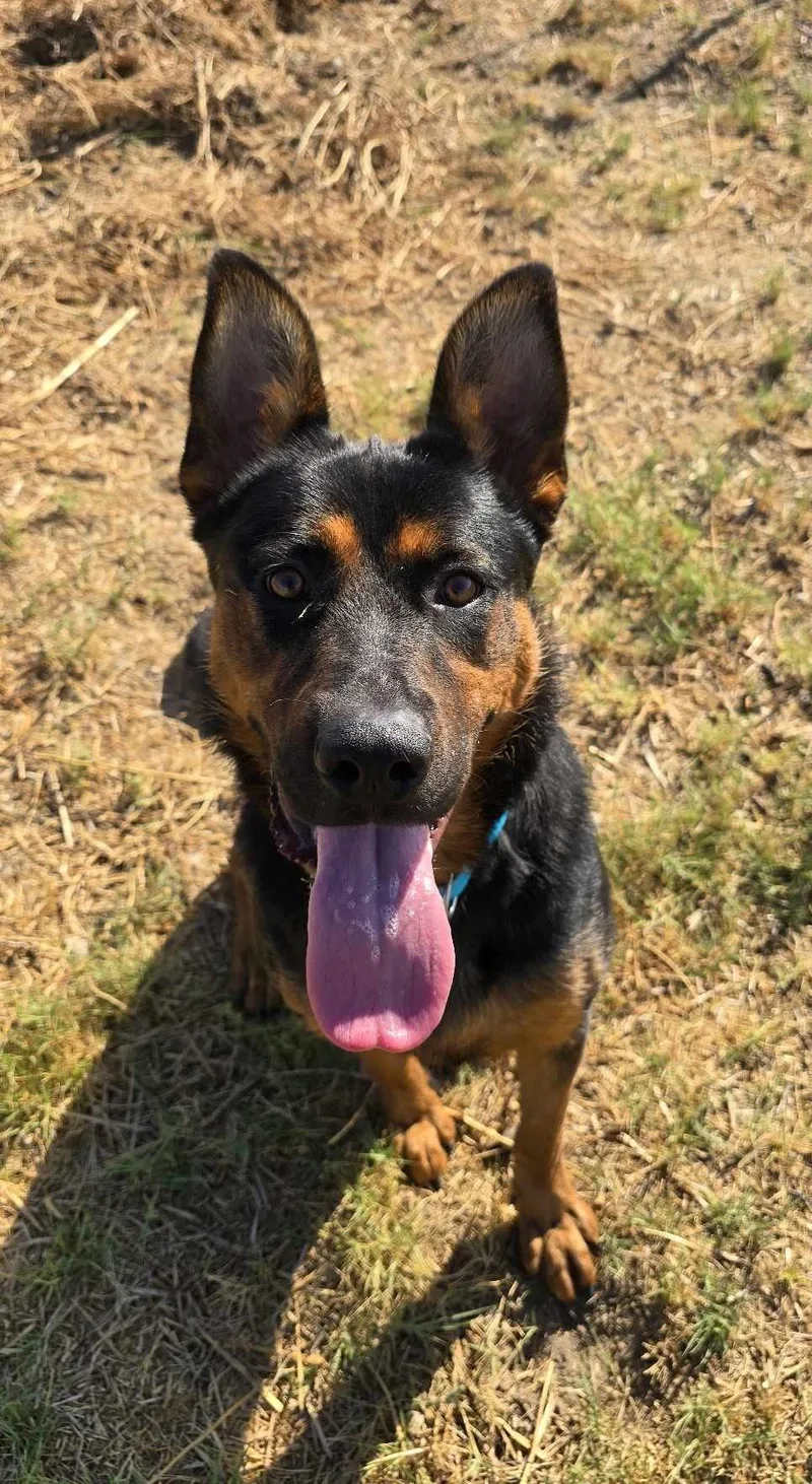 Carnival thumbnail 4