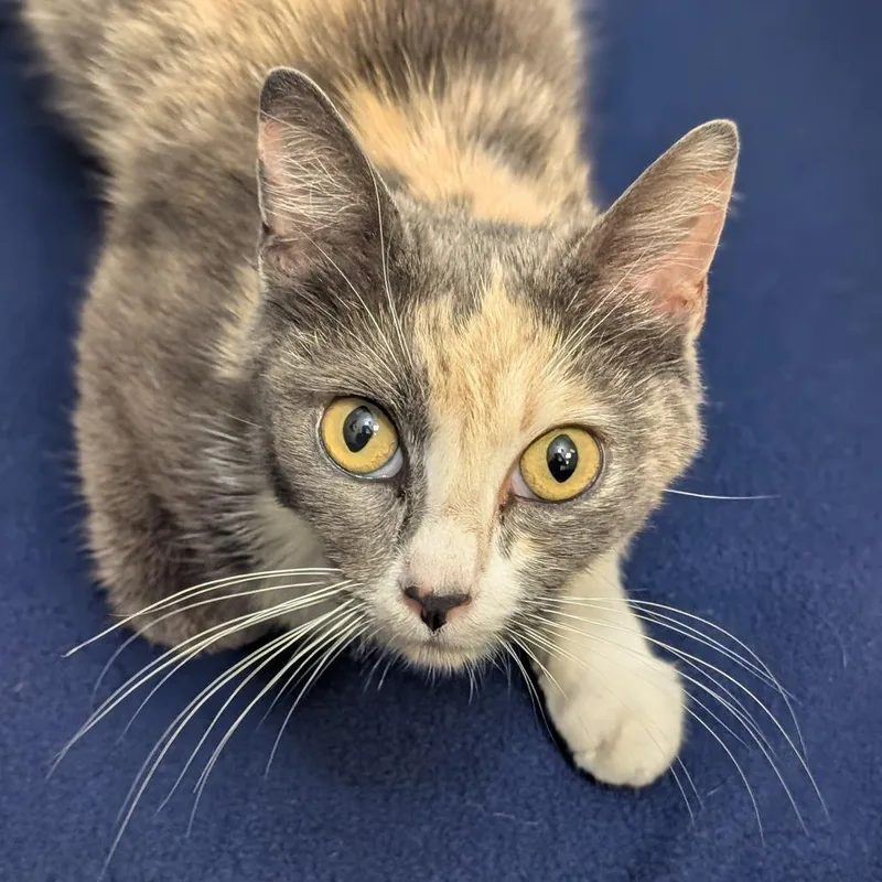A young small-sized female Calico Domestic Short Hair cat named Michiko for adoption in Long Beach, CA