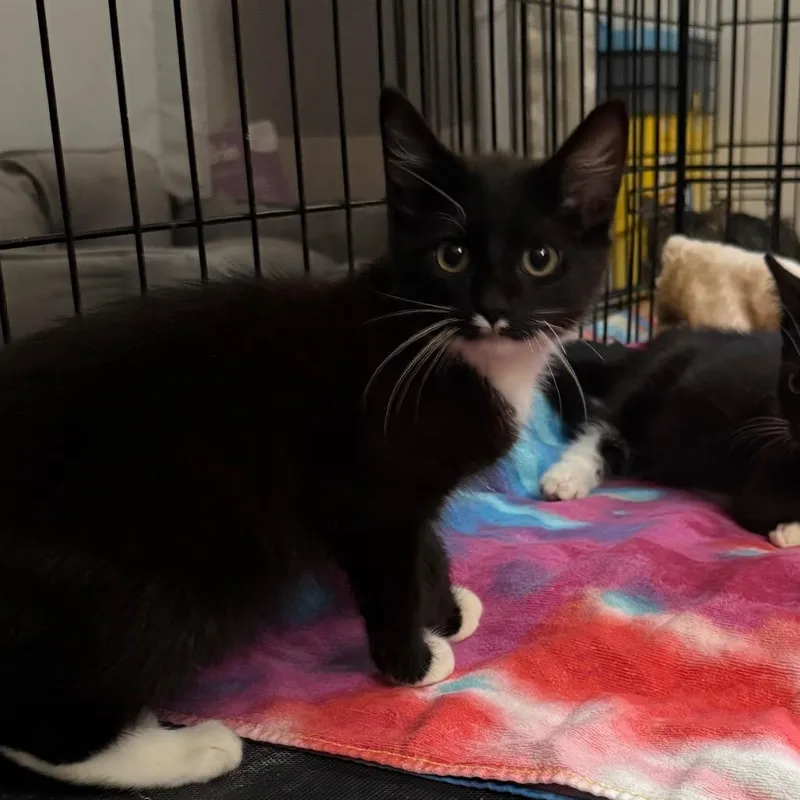 Wrangler thumbnail 2