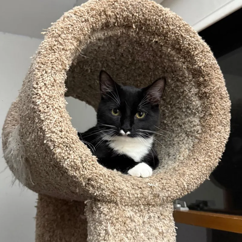 Wrangler thumbnail 3