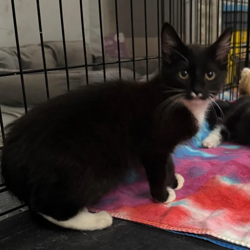 Wrangler thumbnail 4