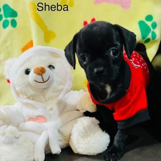 Sheba