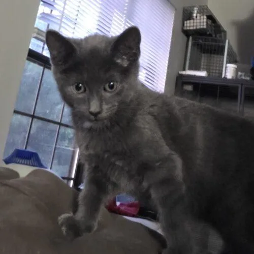 A baby small-sized male Gray / Blue / Silver Domestic Short Hair cat named Cabernet for adoption in Canal Winchester, OH
