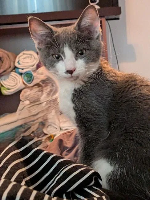 A baby small-sized male Domestic Short Hair cat named Highland Spring for adoption in Hagerstown, MD
