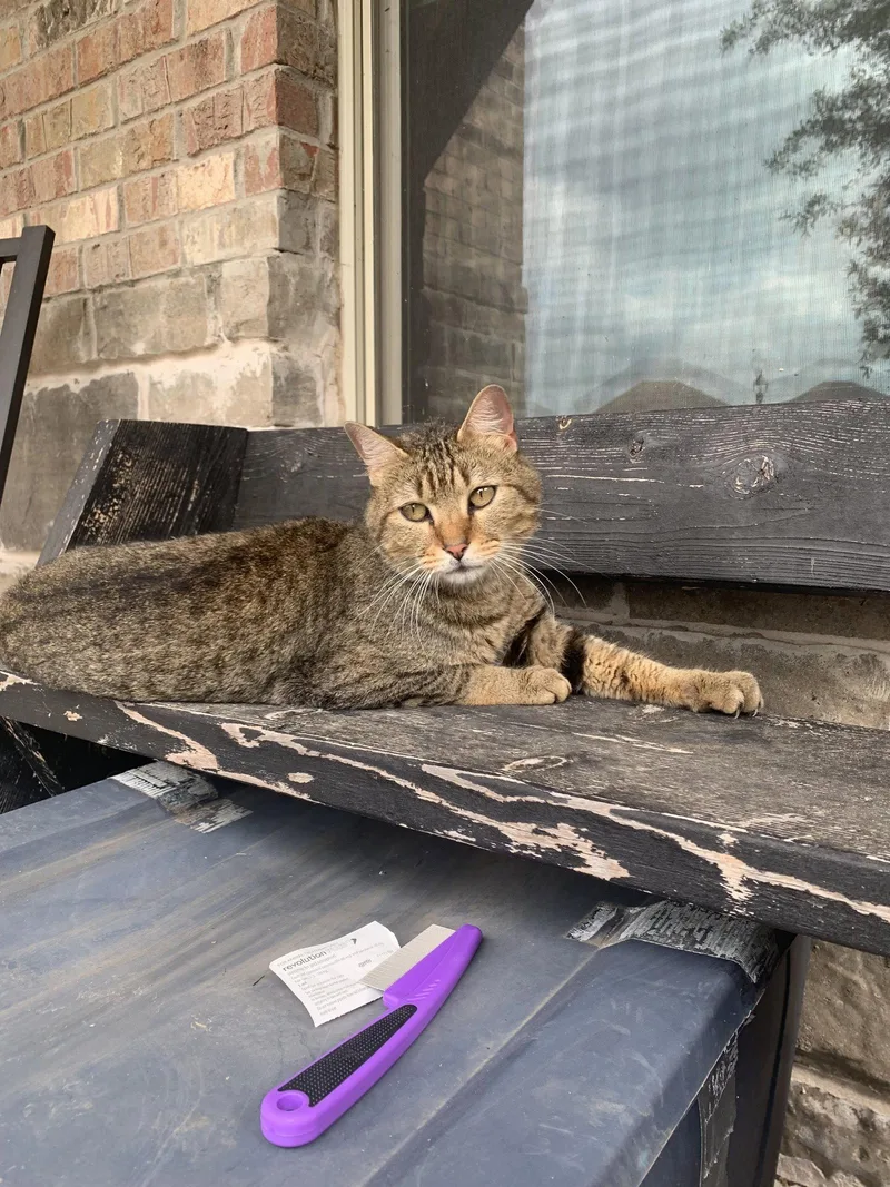 An adult large-sized male Domestic Short Hair cat named Walter for adoption in McKinney, TX