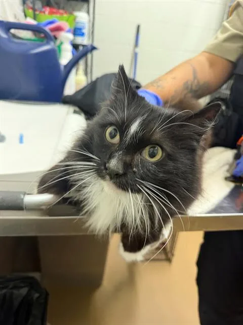 An adult medium-sized female Domestic Medium Hair cat named A for adoption in Chula Vista, CA