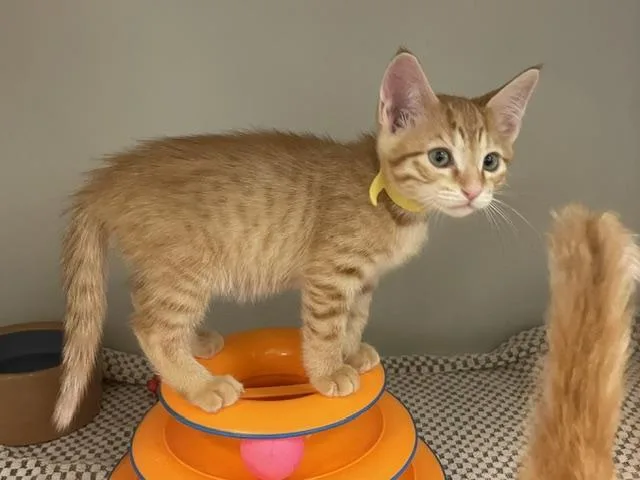 A baby small-sized male Domestic Short Hair cat named Chester for adoption in Salinas, CA