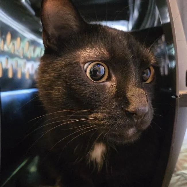 An adult small-sized female Black Domestic Short Hair cat named Ghoulia for adoption in Sioux Falls, SD