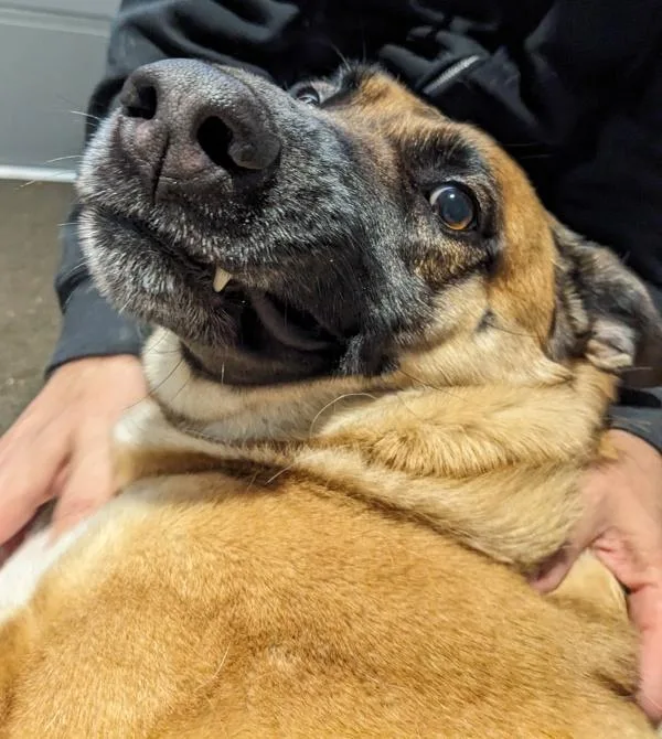 An adult large-sized female German Shepherd Dog dog named Lotte for adoption in San Diego, CA