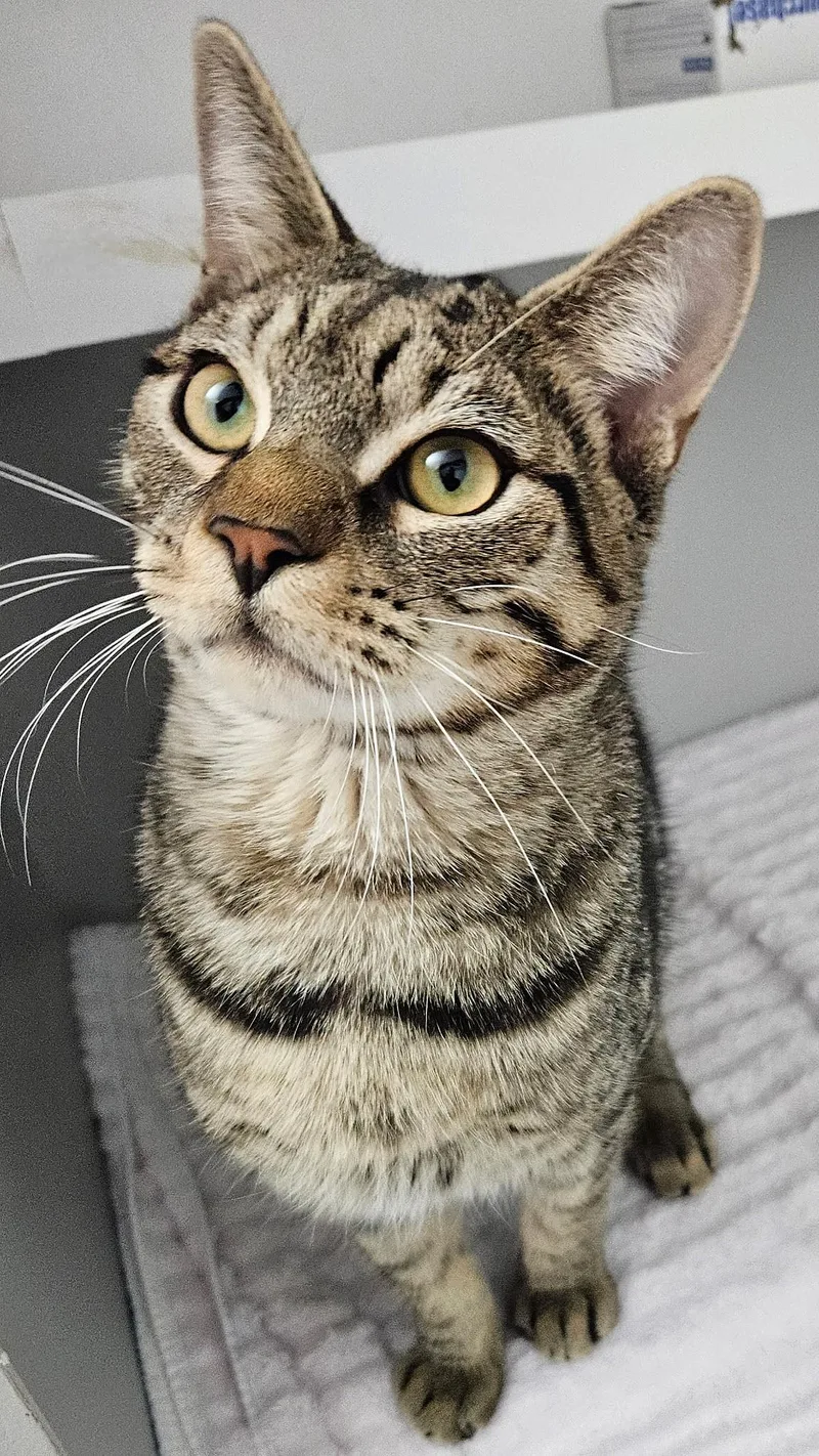 A young medium-sized male Tabby (Brown / Chocolate) Domestic Short Hair cat named Kelby for adoption in Rocky Hill, CT