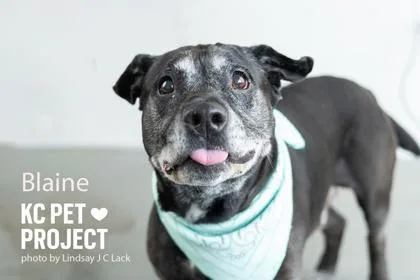 A senior large-sized male Black Mixed Breed dog named Blaine for adoption in Kansas City, MO