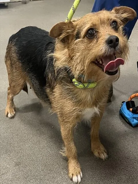 An adult small-sized female Border Terrier dog named Dottie for adoption in Upper Marlboro, MD
