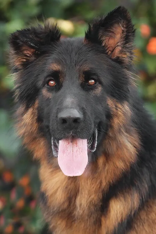 A young large-sized male Black German Shepherd Dog dog named Pascal Von Perkam for adoption in Los Angeles, CA