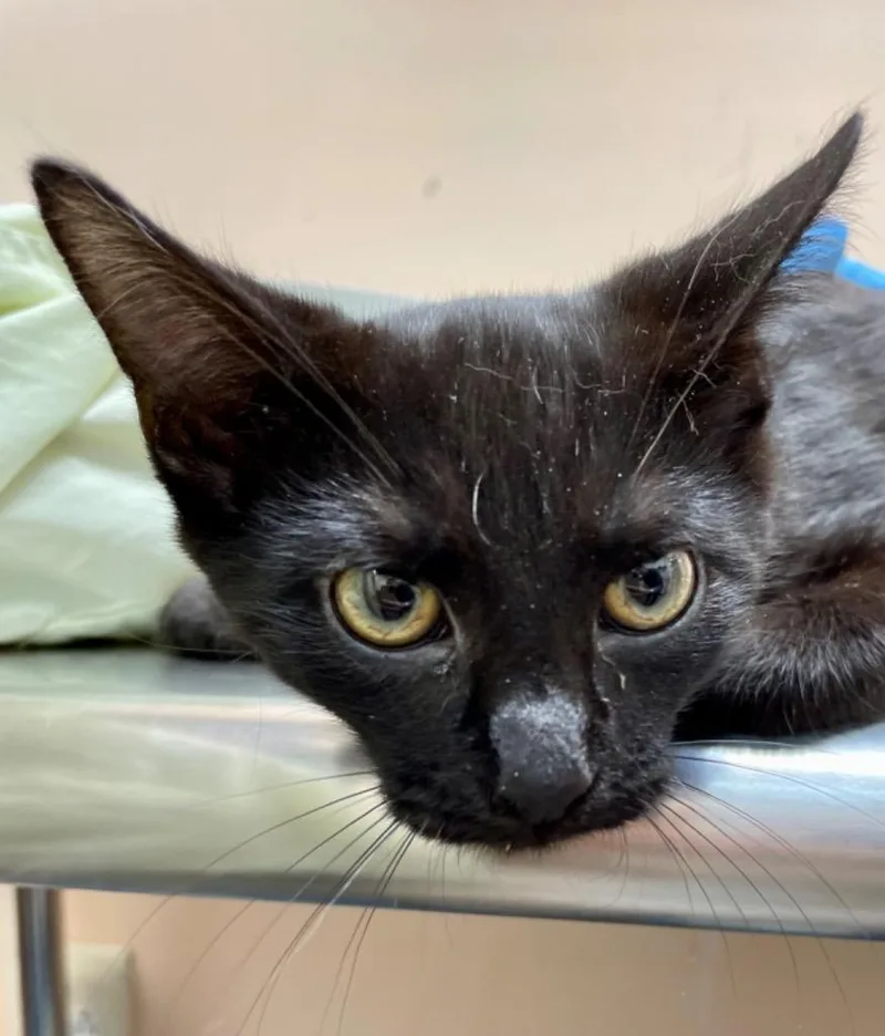 An adult medium-sized male Domestic Short Hair cat named Turkey Leg for adoption in Cincinnati, OH
