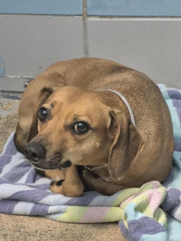 A young medium-sized male Labrador Retriever dog named Juju for adoption in Houston, TX