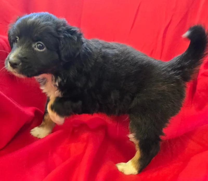 A baby medium-sized male Mixed Breed dog named Max for adoption in Murphysboro, IL