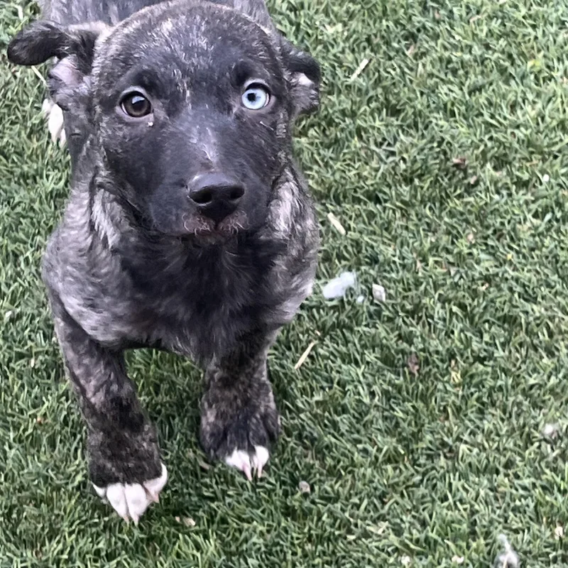 A baby medium-sized female Brindle Australian Shepherd dog named Jill for adoption in Longmont, CO