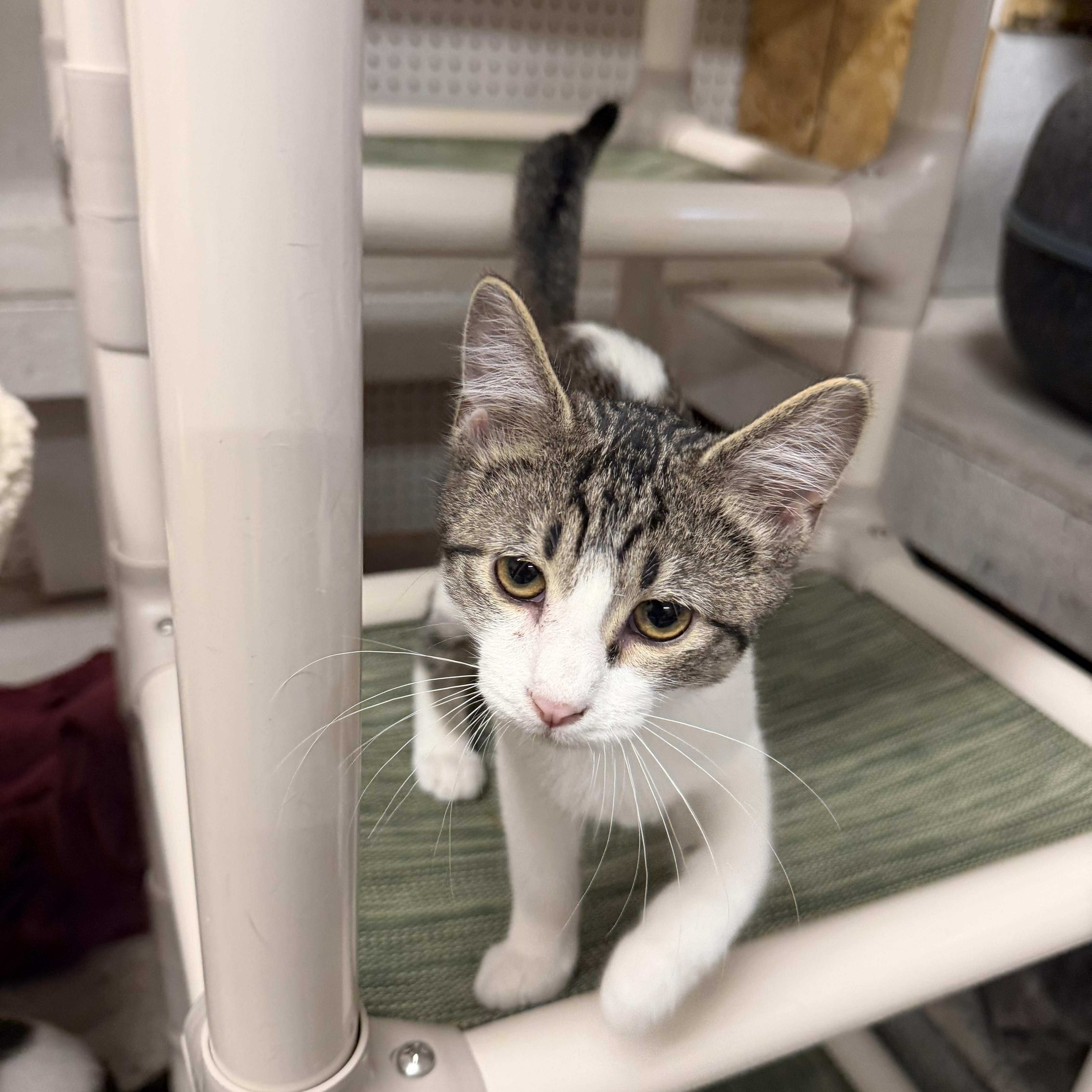 A baby small-sized male Tabby (Gray / Blue / Silver) Domestic Short Hair cat named Odie for adoption in Mauston, WI