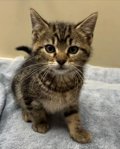 A baby small-sized male Domestic Short Hair cat named Jake for adoption in Fishers, IN
