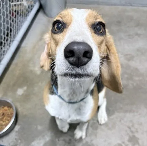 Happy Teal Collar