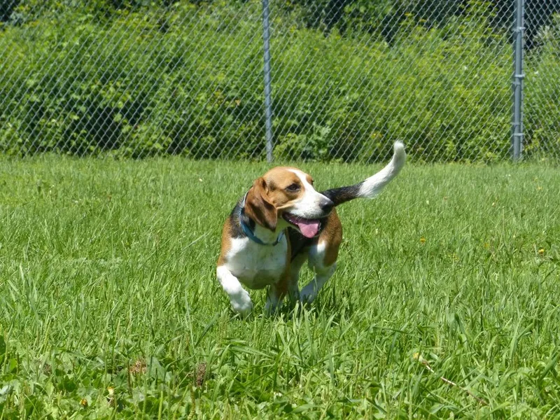 Happy  Teal Collar thumbnail 4