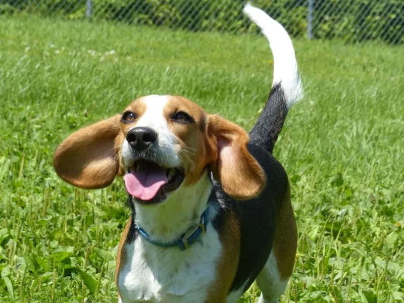 Happy  Teal Collar thumbnail 5