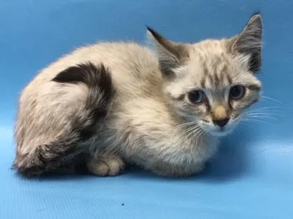 An adult small-sized male Domestic Short Hair cat named Glamour for adoption in Golden Valley, MN