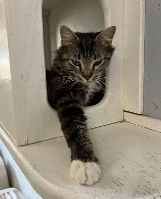 Mom Cat