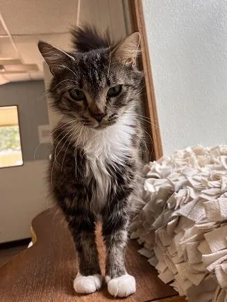 Mom Cat thumbnail 2