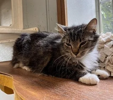 Mom Cat thumbnail 4