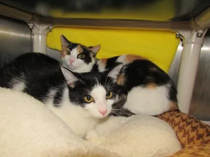 An adult large-sized female Domestic Short Hair cat named Shannon for adoption in Munster, IN