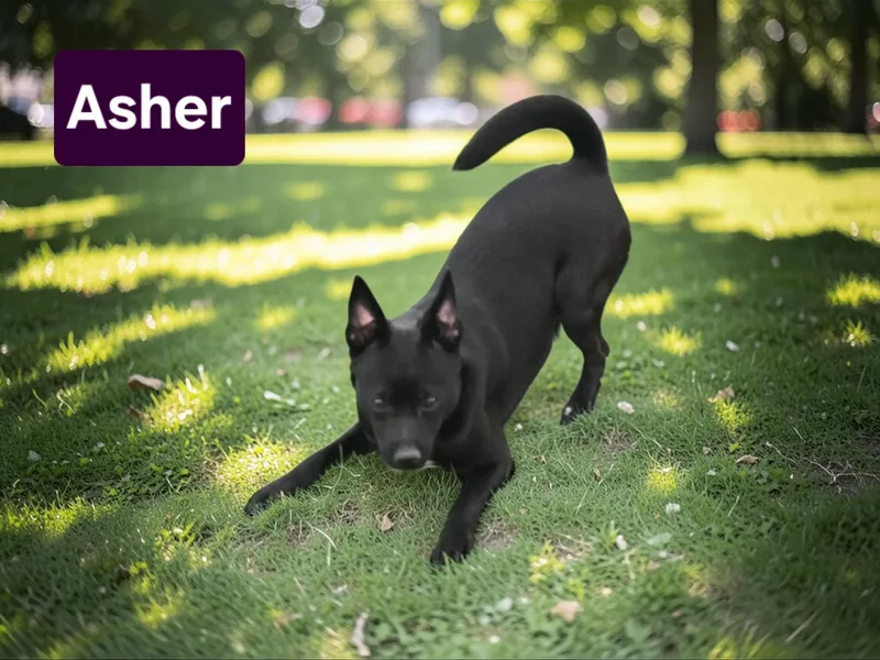 Tucker Or Asher thumbnail 2