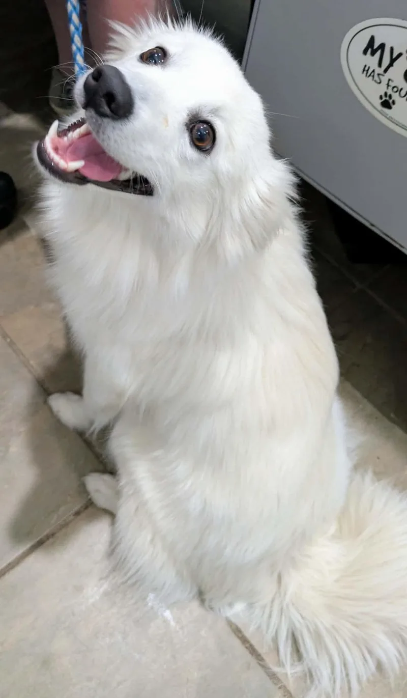 A young small-sized female White / Cream American Eskimo Dog dog named Rosie for adoption in Lexington, KY