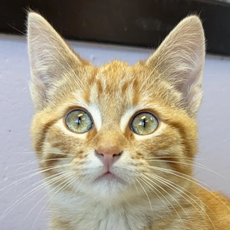 A baby medium-sized male Tabby (Orange / Red) Domestic Short Hair cat named Colby for adoption in Jefferson, WI