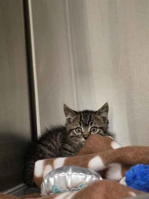 A baby small-sized female Domestic Short Hair cat named Hoot for adoption in West Valley City, UT