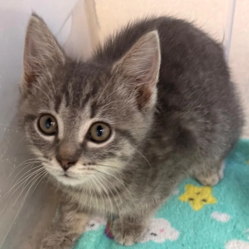 A baby small-sized male Gray / Blue / Silver Domestic Short Hair cat named Hobgoblin for adoption in Evansville, IN