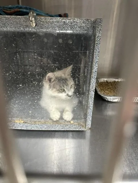 A young medium-sized female Domestic Short Hair cat named Lassie for adoption in Rome, GA