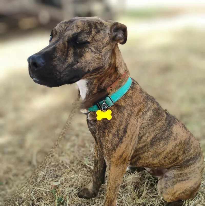 Mr. Wiggles thumbnail 2