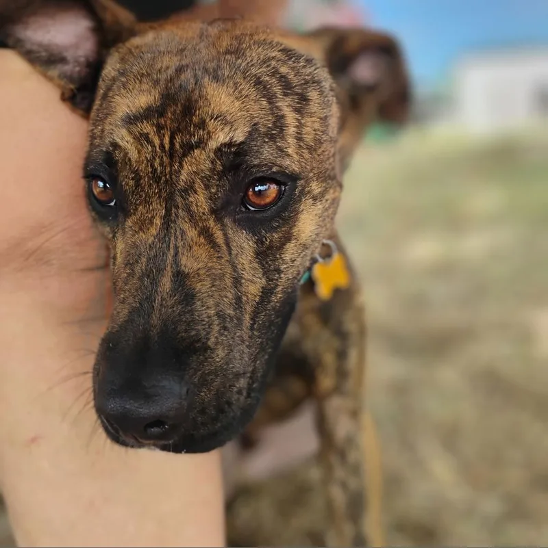 Mr. Wiggles thumbnail 4