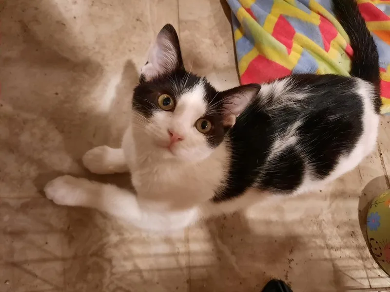 A baby small-sized male Domestic Short Hair cat named Rizzoli for adoption in Peoria, IL