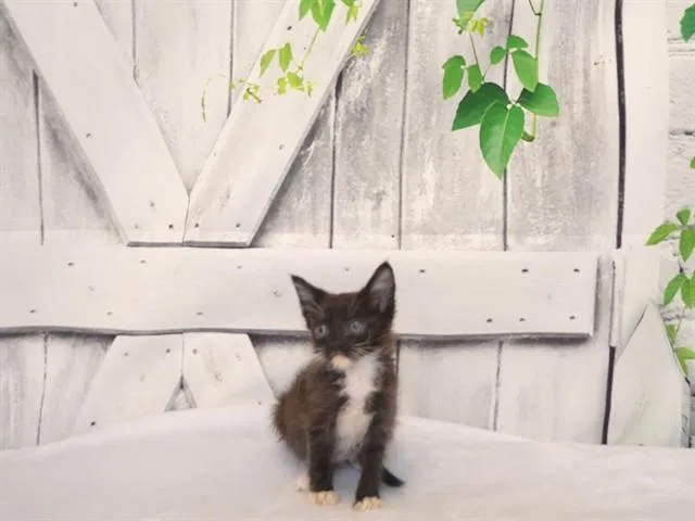A baby small-sized female Domestic Short Hair cat named Mary for adoption in Oroville, CA