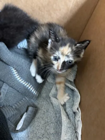 A baby small-sized female Domestic Short Hair cat named Bonnie for adoption in Honolulu, HI