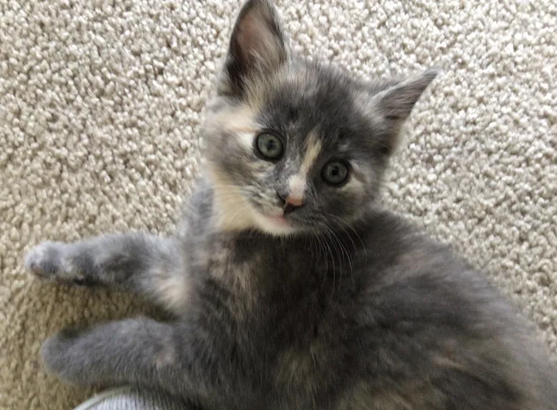 A baby small-sized male Domestic Short Hair cat named Teddy & Ellie for adoption in Ardsley, NY