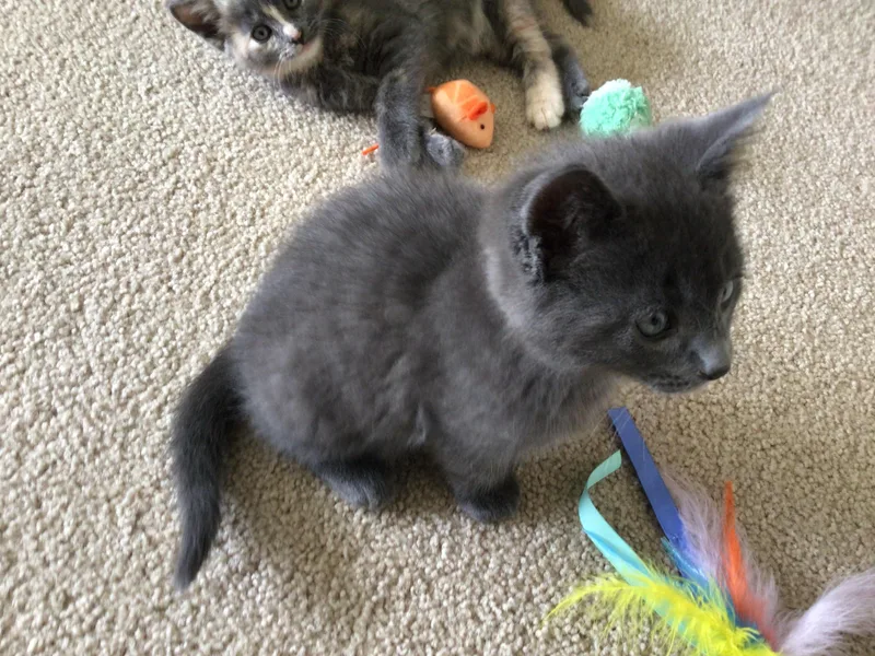 Teddy & Ellie thumbnail 2