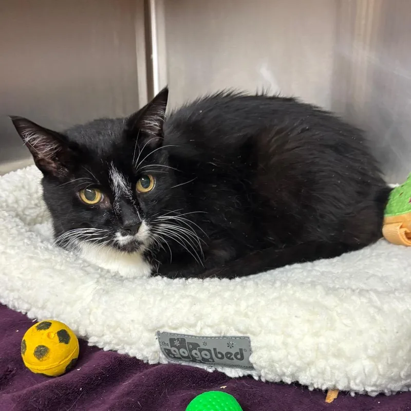 An adult large-sized male Black Domestic Medium Hair cat named Remey for adoption in Los Angeles, CA